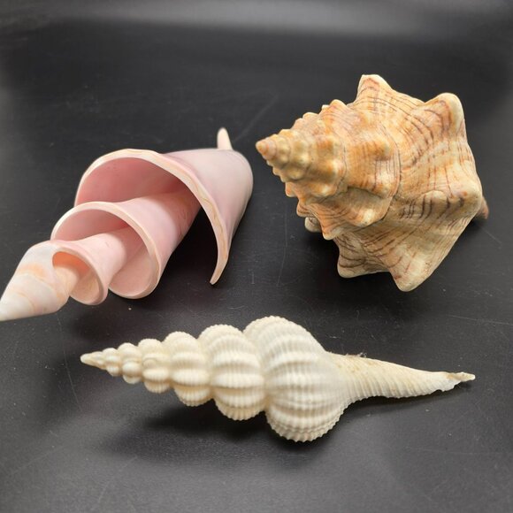 Seashells In Natural Pink & Beige Tones For Display Or Crafting Set of 3 DH1359 - Picture 8 of 9